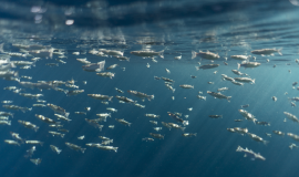 كيف يؤثر تغير المناخ على أحجام الأسماك؟