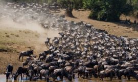 جنوب السودان يشهد أكبر هجرة للحيوانات في العالم