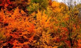 ايران.. الجمال الخلاب لغابات جرجان في فصل الخريف